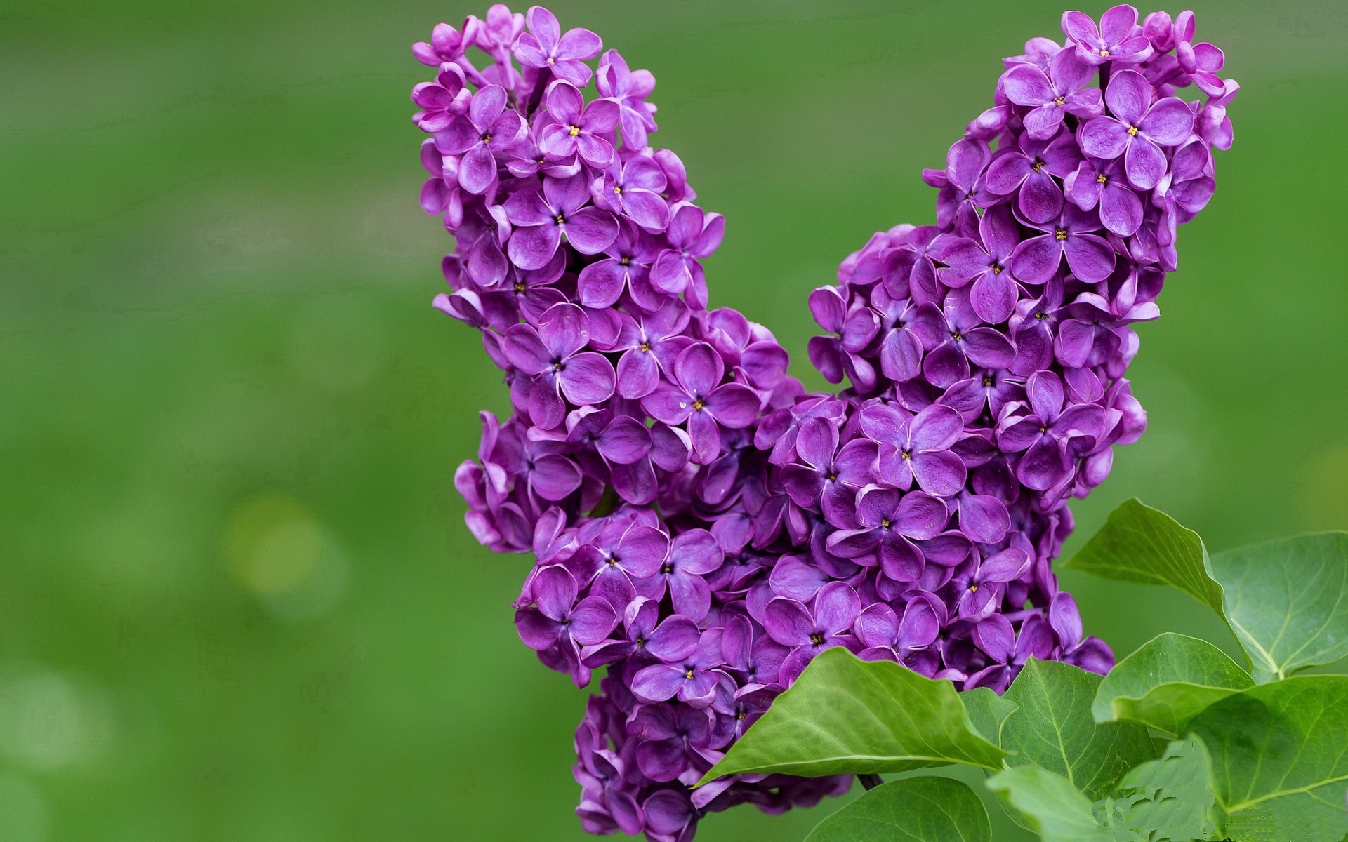 德甲：拜仁主场3-1击败勒沃库森，继续领跑排行榜，德甲拜仁首发