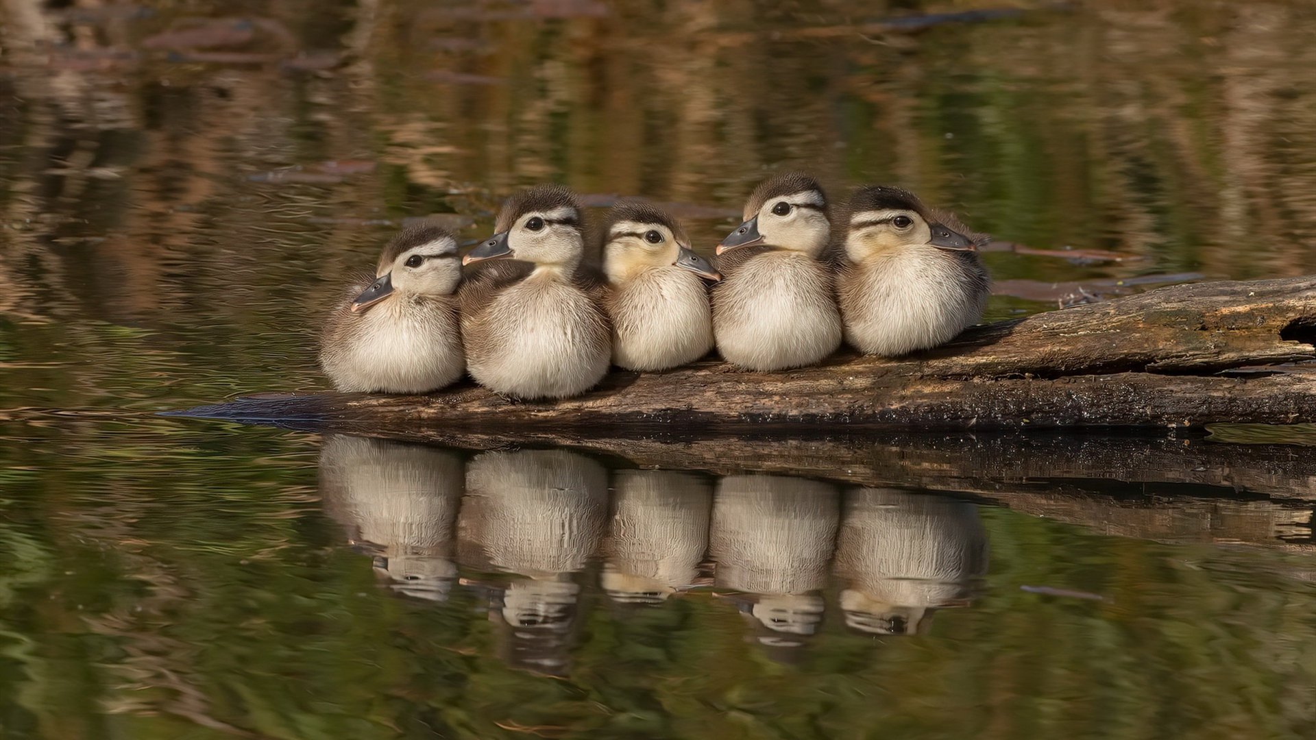 高标准青训营正式启用,培养具有国际视野的未来足球精英,青训 高质量的训练 什么意思
