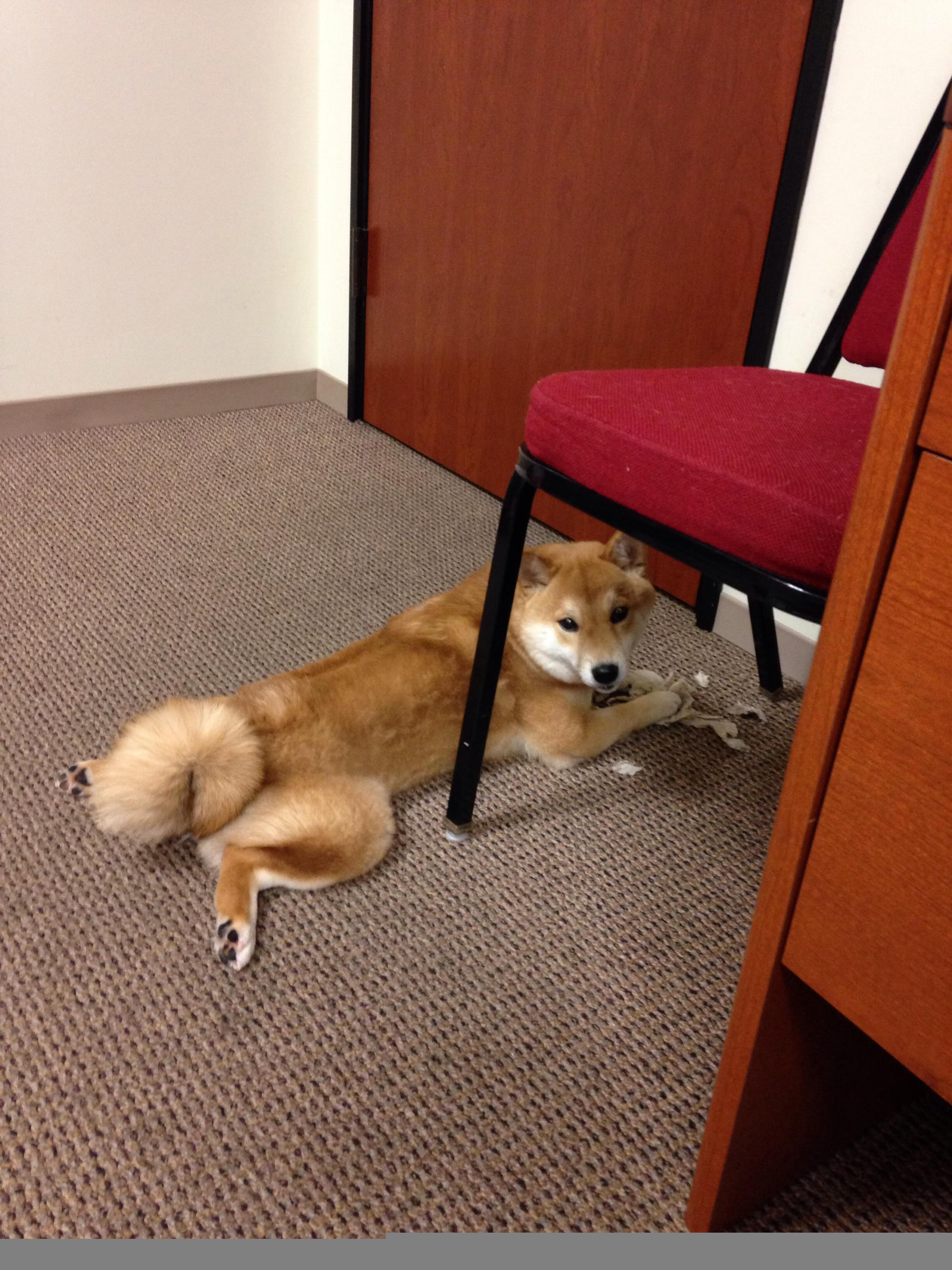 上海海港年轻球员崭露头角,上海海港足球俱乐部球员