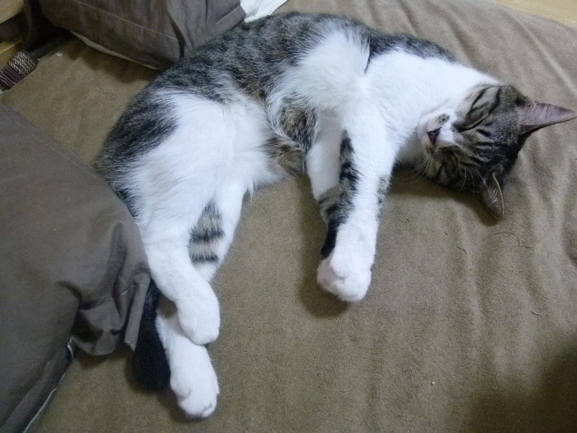 利物浦攻击力全开,卫冕冠军气势如虹,利物浦进攻能力