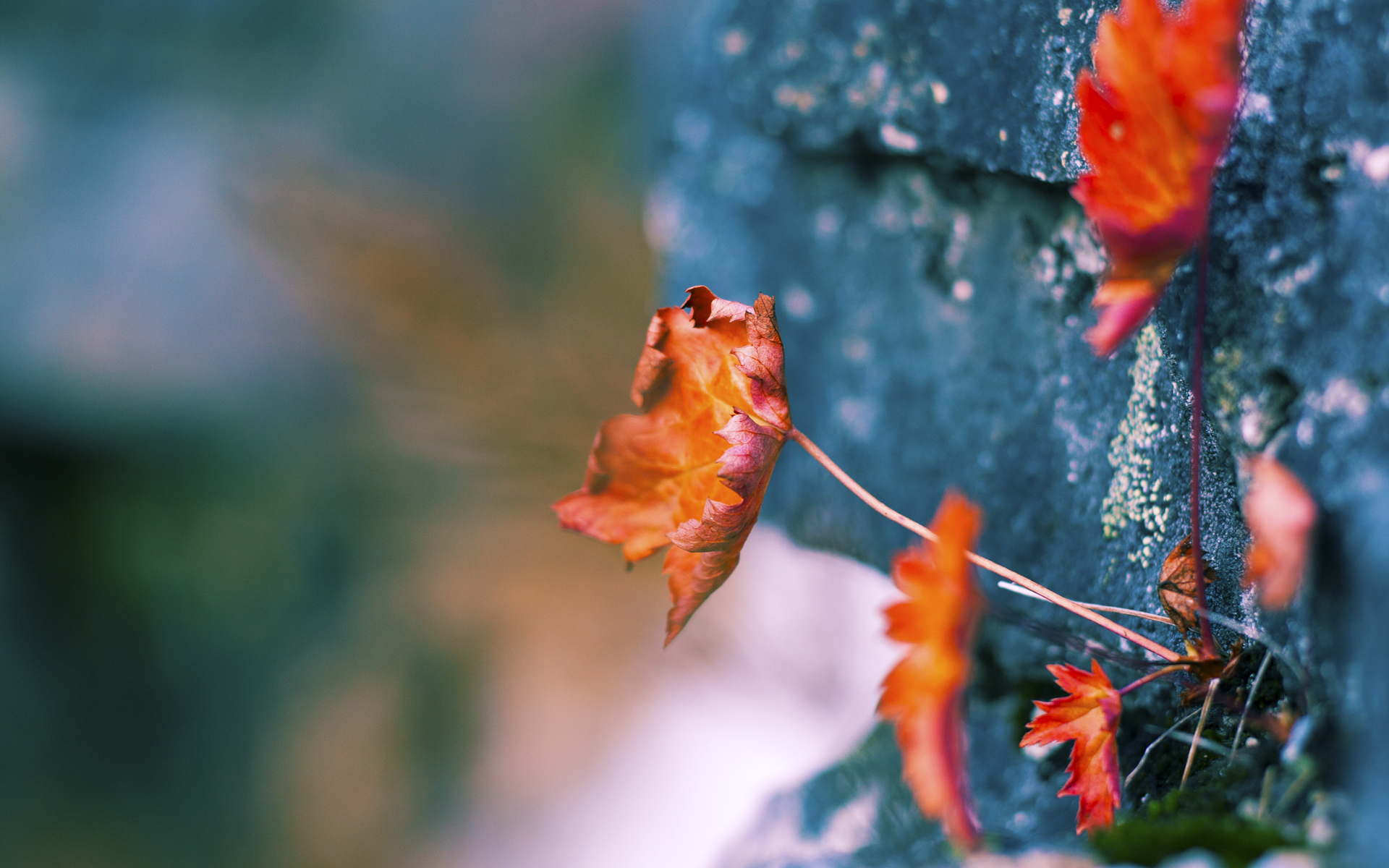 开云kaiyun-利物浦主帅贝尔萨急需增加后卫人员，利物浦8_0贝西克塔斯