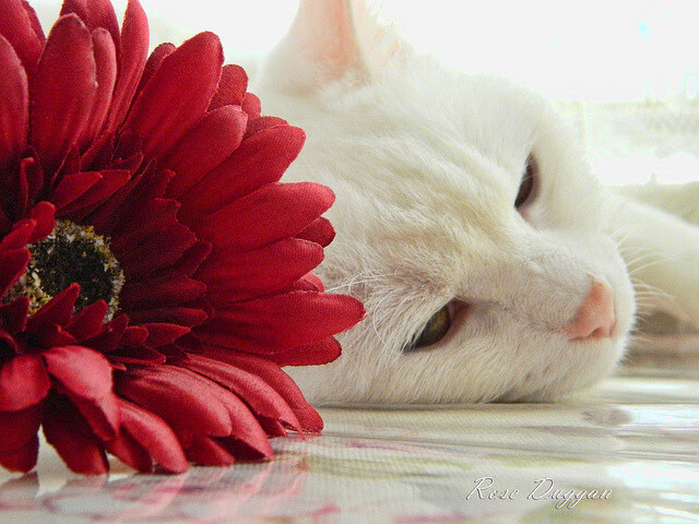 国际那不勒斯球员因伤宣布赛季报销，那不勒斯赛果