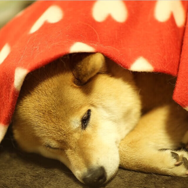 最新乒乓球世界混双排名更新，乒乓球混双世界排名表