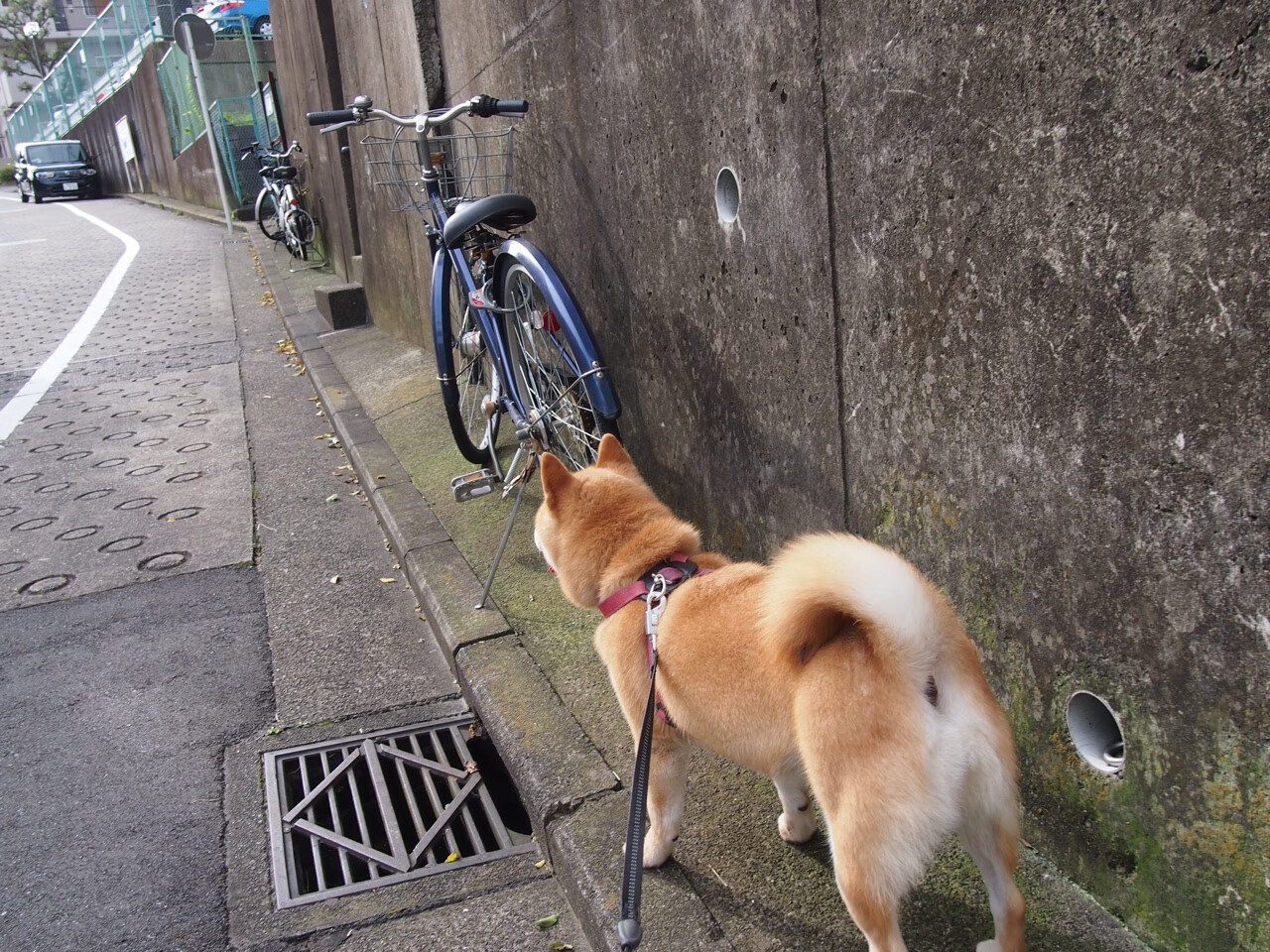 某队在大赛中扬眉吐气,赢得赞誉与掌声,在比赛期间,某队领队向总裁判出示证据
