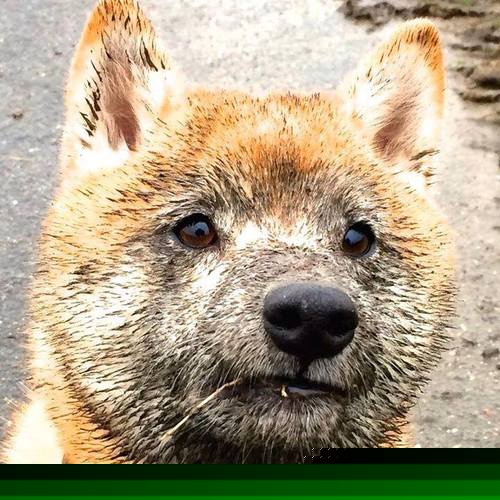 法国篮球联赛创新赛制，吸引更多球迷关注，法国篮球超级联赛积分排名