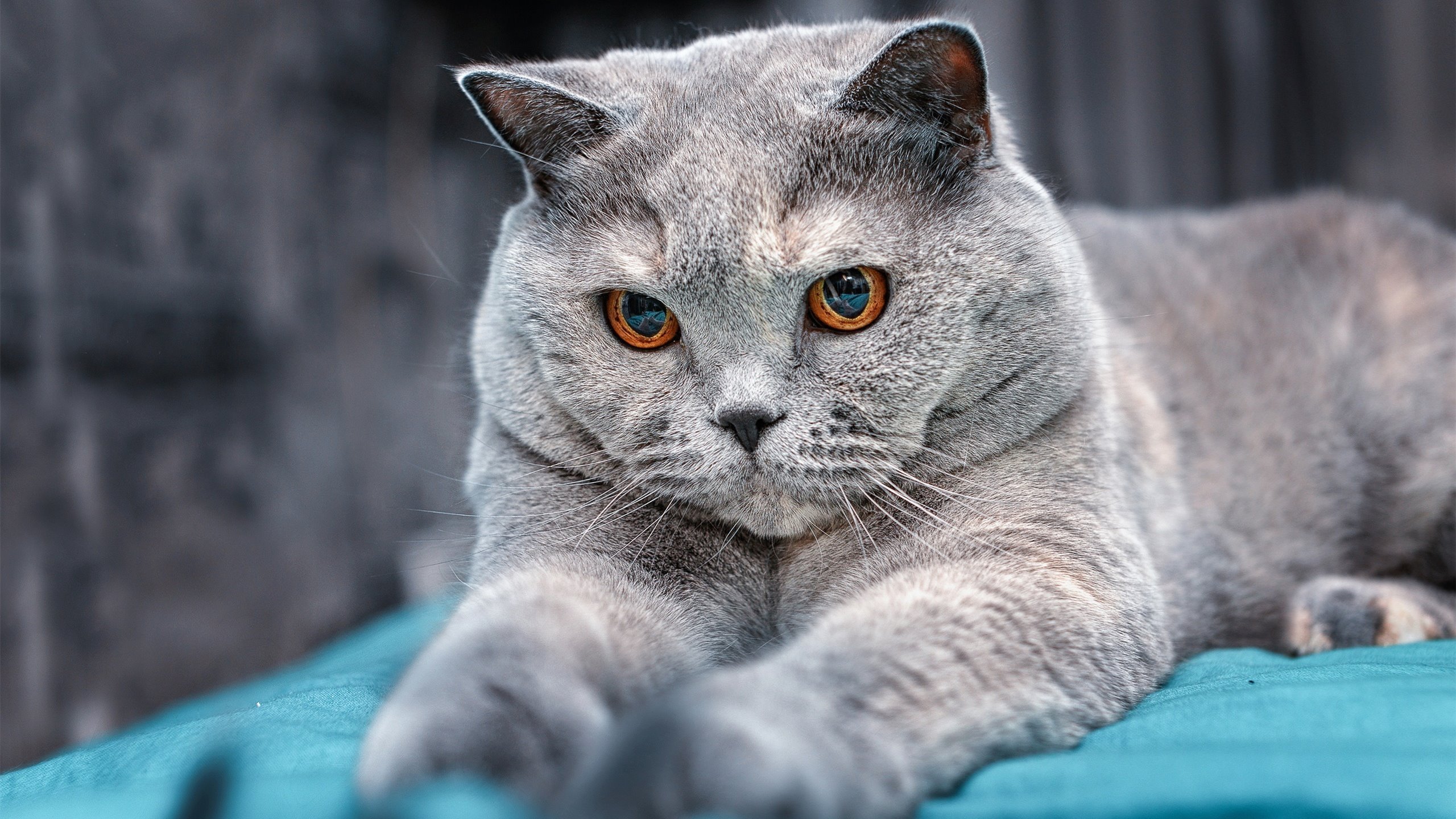 kaiyun体育app-真相：沙尔克奇才逆转晋级，欧冠四强！，沙尔克04队是欧洲哪个国家的俱乐部