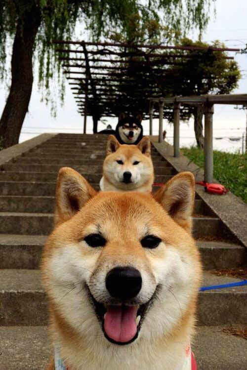 美国马术协会推出马匹健康管理系统,提升马匹福利。,美国马术协会polo