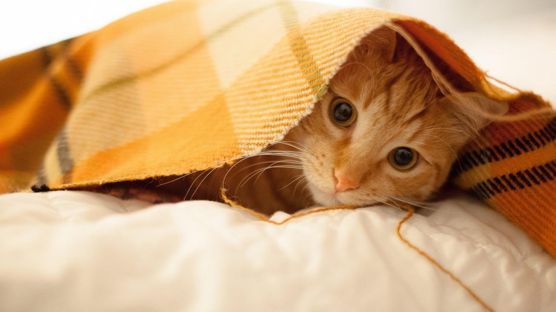 韩国在清洁能源领域取得新进展,韩国能源技术研究院