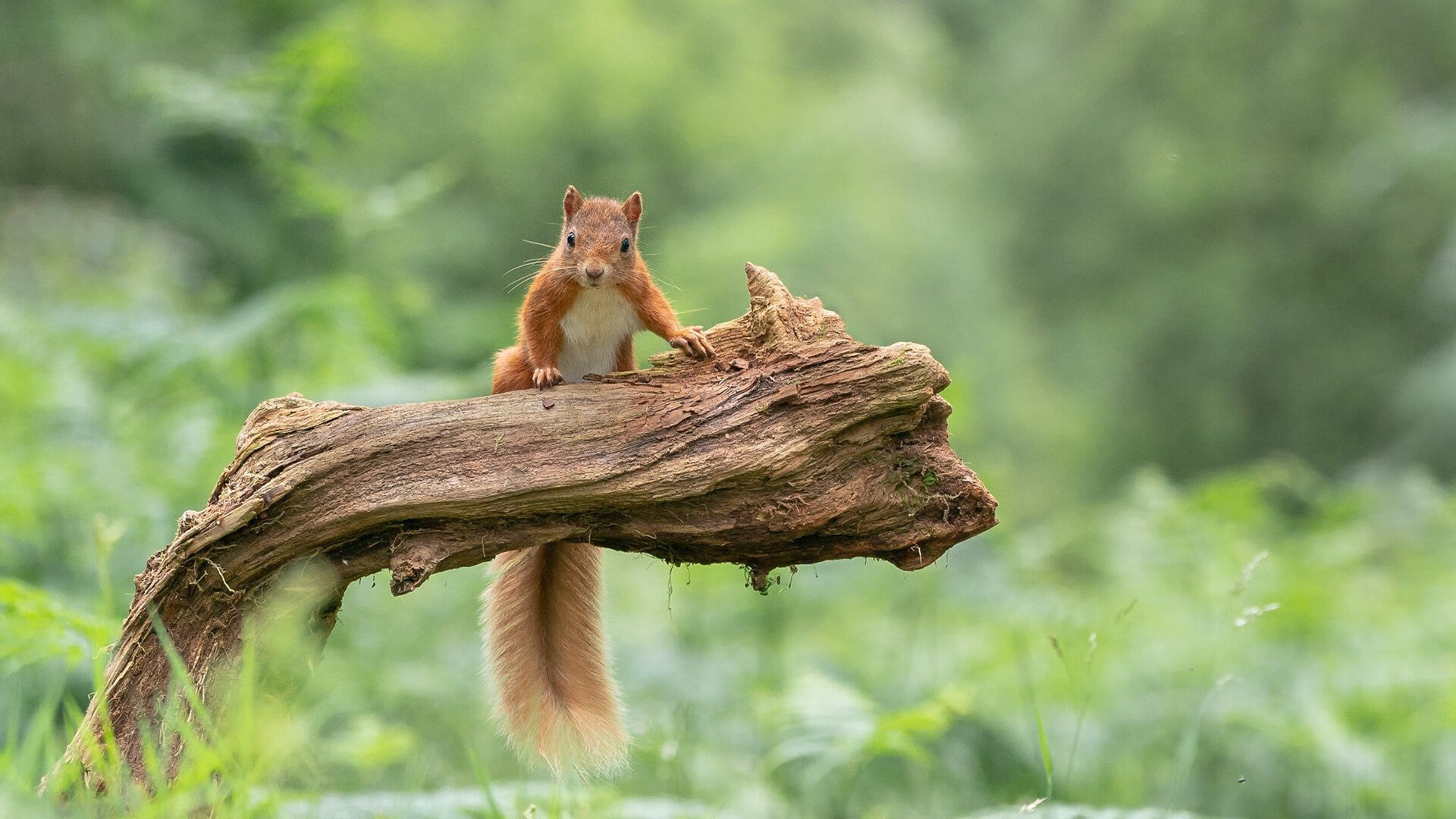 NBA球员比赛心态调整,nba球员比赛心态调整方案