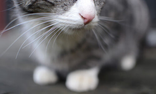 中国青少年篮球运动员身体素质发展规律及训练指导，篮球运动员身体素质训练包括哪几点