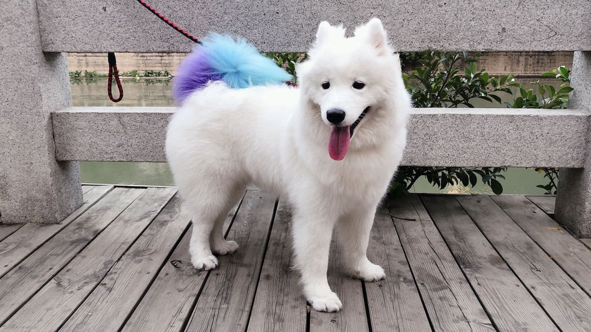 场景还原:世俱杯现场的现场氛围,世俱杯球场