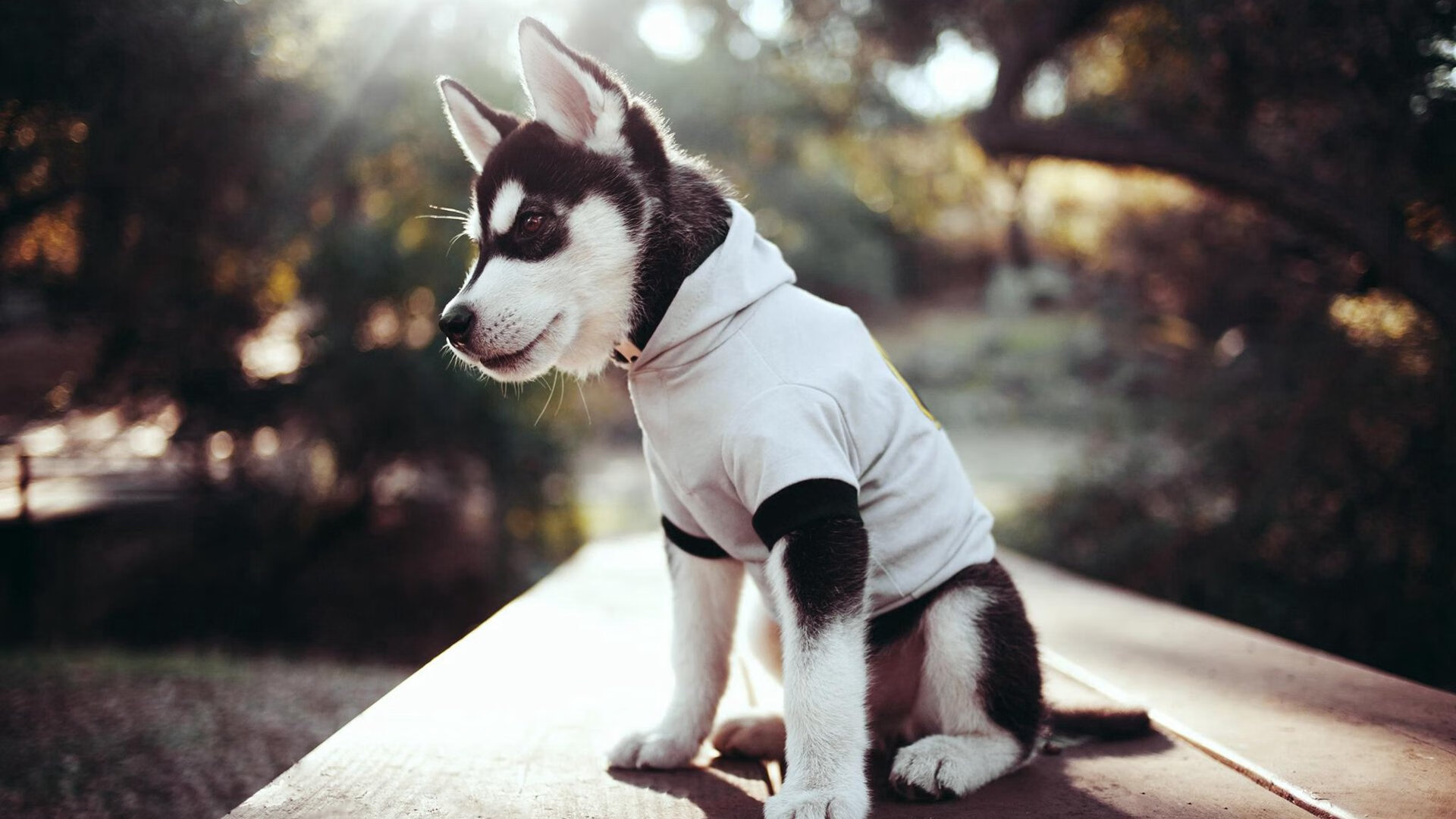 开云网站-奥预赛中国女足战平 球迷支持球队发展，中国女足奥预赛比赛时间