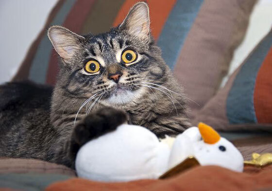 kaiyun登录入口-澳大利亚乒乓球队未来发展：如何迎接国际赛事挑战，澳大利亚乒乓球队名单