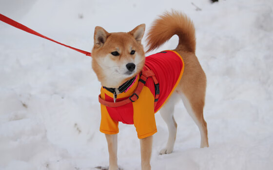 开云官方网站-深圳领航队主力球员复出状态回暖，深圳领航篮球