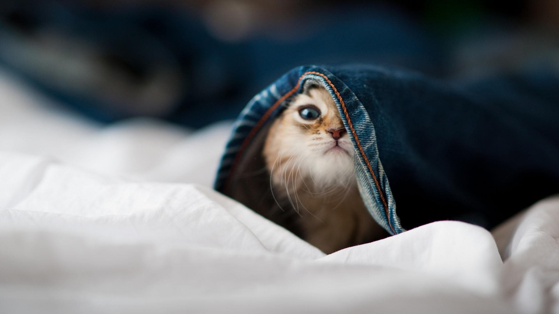 Kaiyun(中国)开云-浙江雄狮在训练中注重攻防转换节奏，雄狮建筑装饰股份有限公司