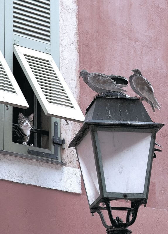 kaiyun体育综合-突尼斯希望门将表现出色，多次化解险情，突尼斯国家队大名单