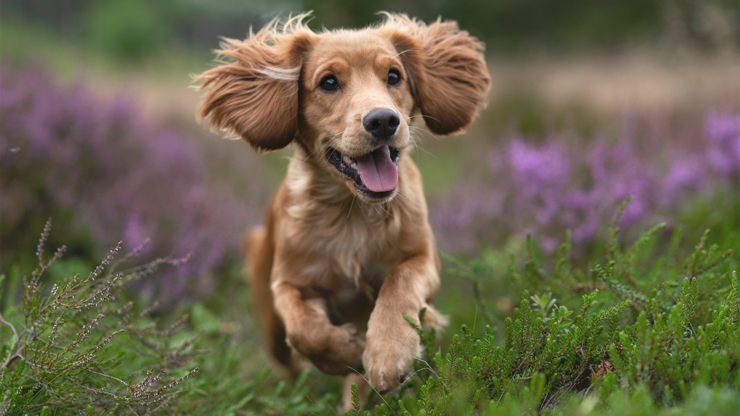 kaiyun体育app-罗马尼亚队在团体赛中的亮眼表现：国际乒联混合团体世界杯赛场回顾