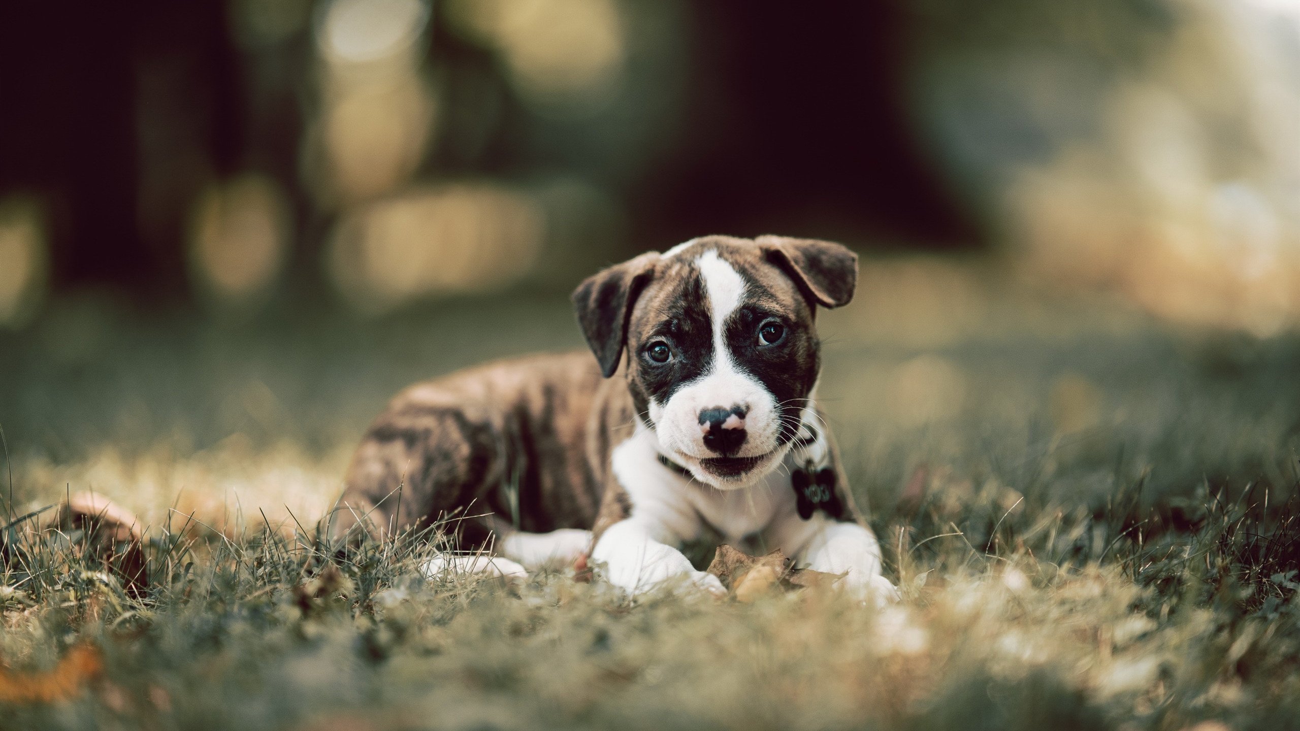 足球赛场新人崭露头角备受期待,足球入场表演