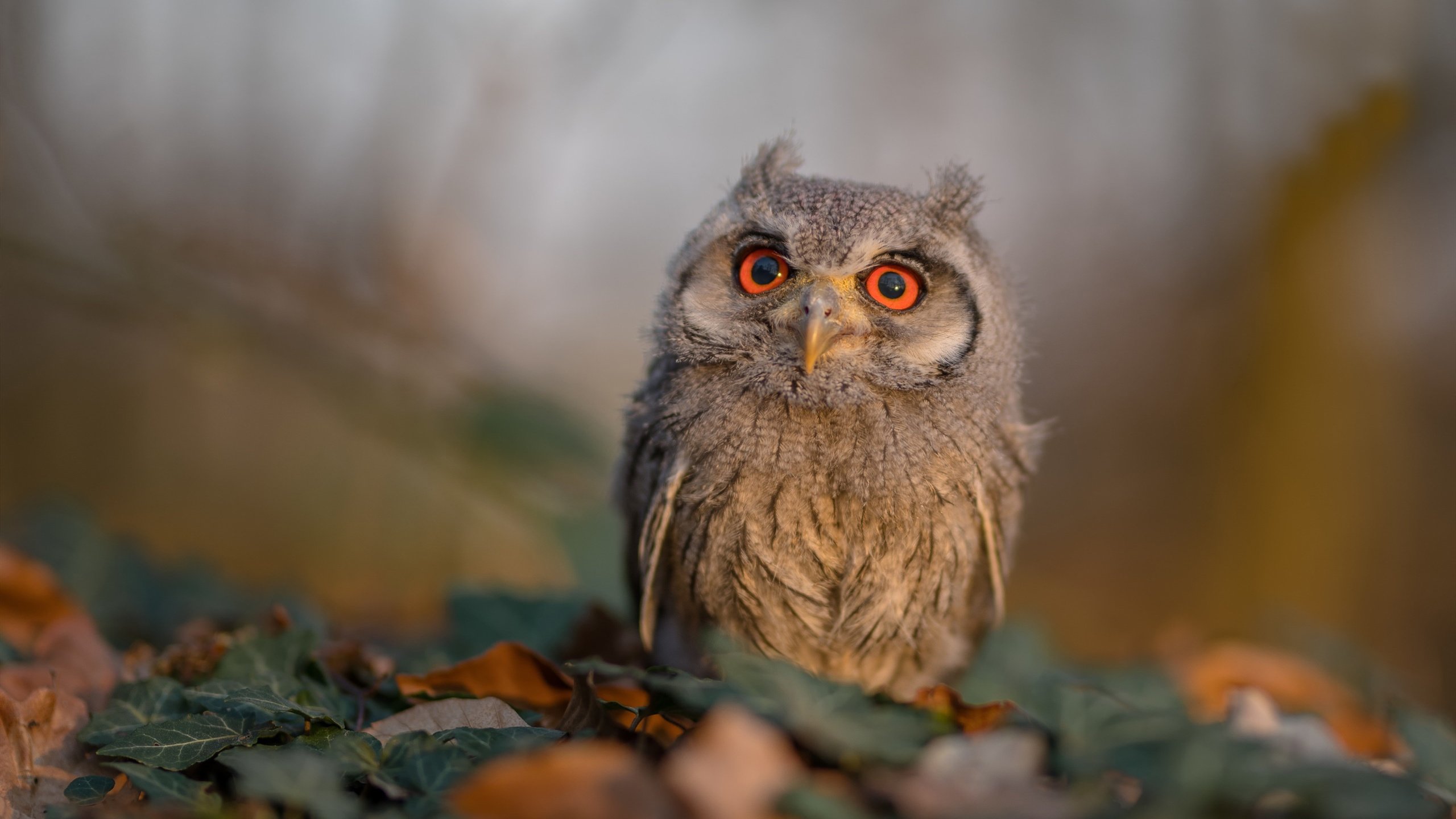 kaiyun体育app-高压转换战术对球员耐力的挑战，高压转换器是什么意思