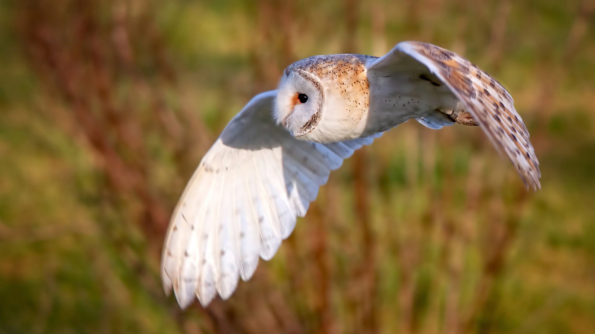 马洛卡低位防守顽强化解对手攻势，马洛卡是什么意思