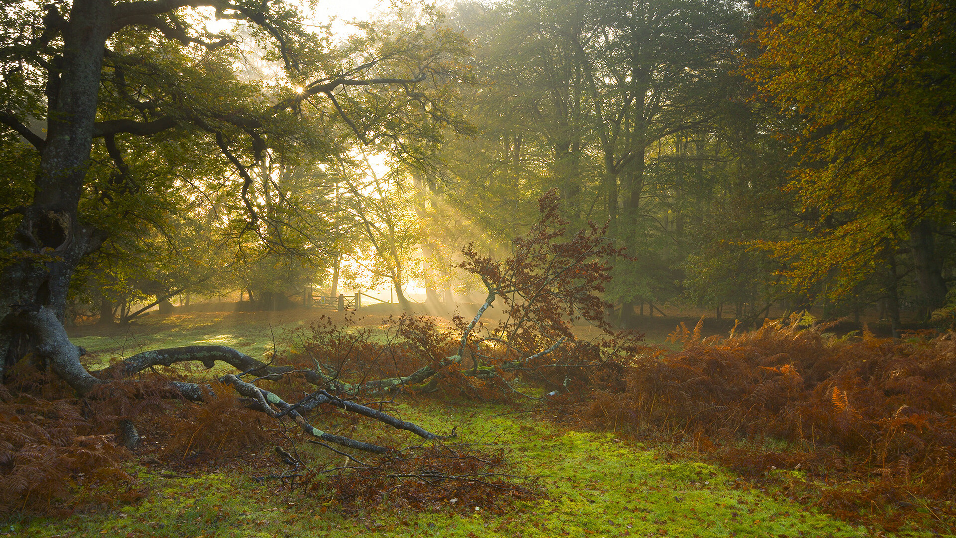 开云官方网站-“马科斯·莫奇的灵活防守与精湛技艺，帮助美洲狮队在世界赛场脱颖而出”