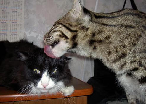 开云网页版登录入口-世界杯精彩绝伦：每一秒都精彩无限！，世界杯精彩比赛