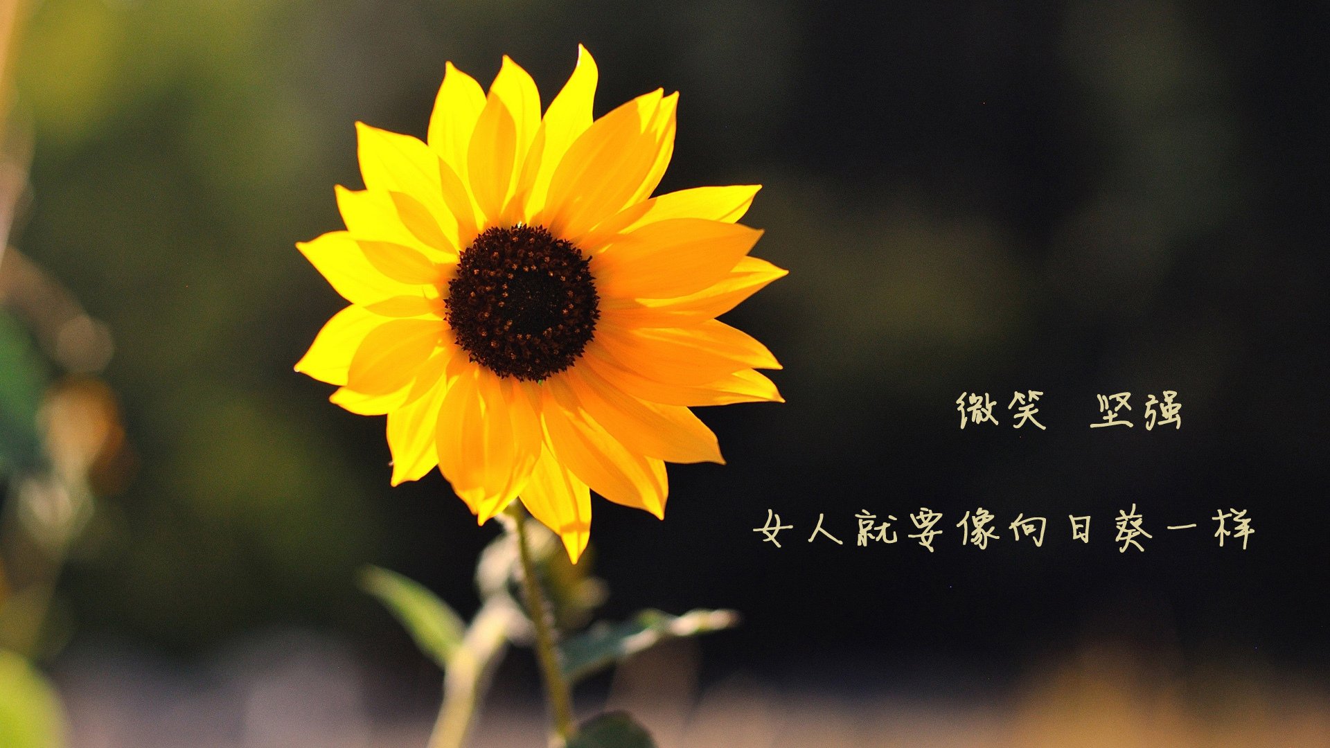 开云官网-女子橄榄球挑战男性主导地位，英格兰女队闪亮登场，女子橄榄球首秀