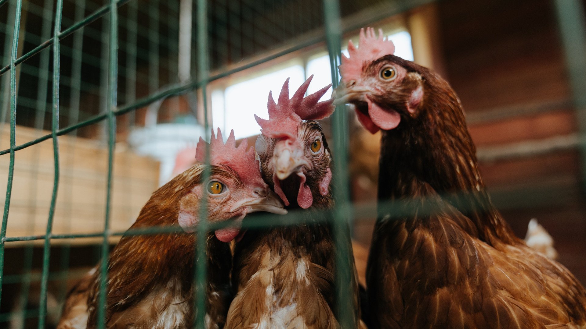 KAIYUN 中国大陆-林丹赞助新兴羽毛球赛事推动发展，林丹 羽毛球比赛