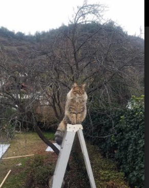 球队采取分段控节奏打法成功遏制对方多次快速反击机会,球队分档是什么意思
