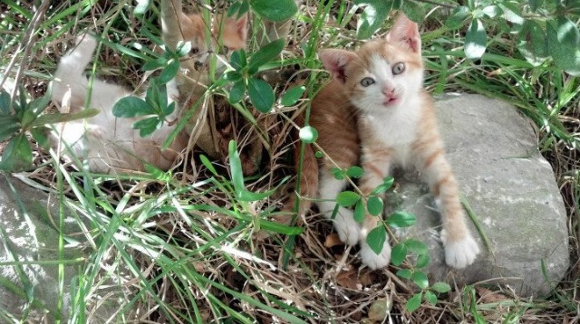 kaiyun网站-退役球员转型教练助力基层篮球人才培养和普及推广，篮球运动员退役后的安置